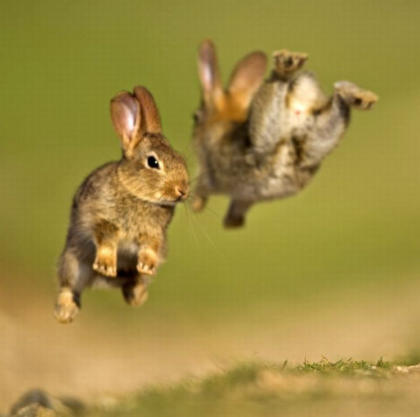 i-conigli-saltatori